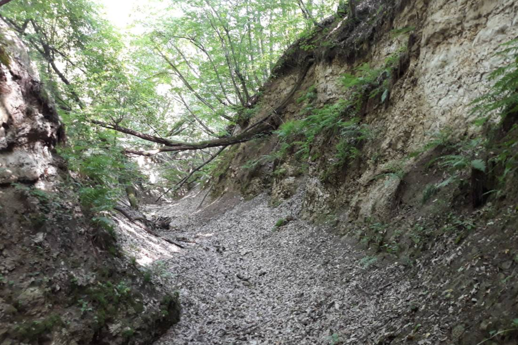 A Barci-patak völgyének üledékes kőzetekbe mélyülő szurdokvölgye és páfrányos szurdokerdeje a terület egyik érdekessége (Nagybarca 6/O; KE-6)