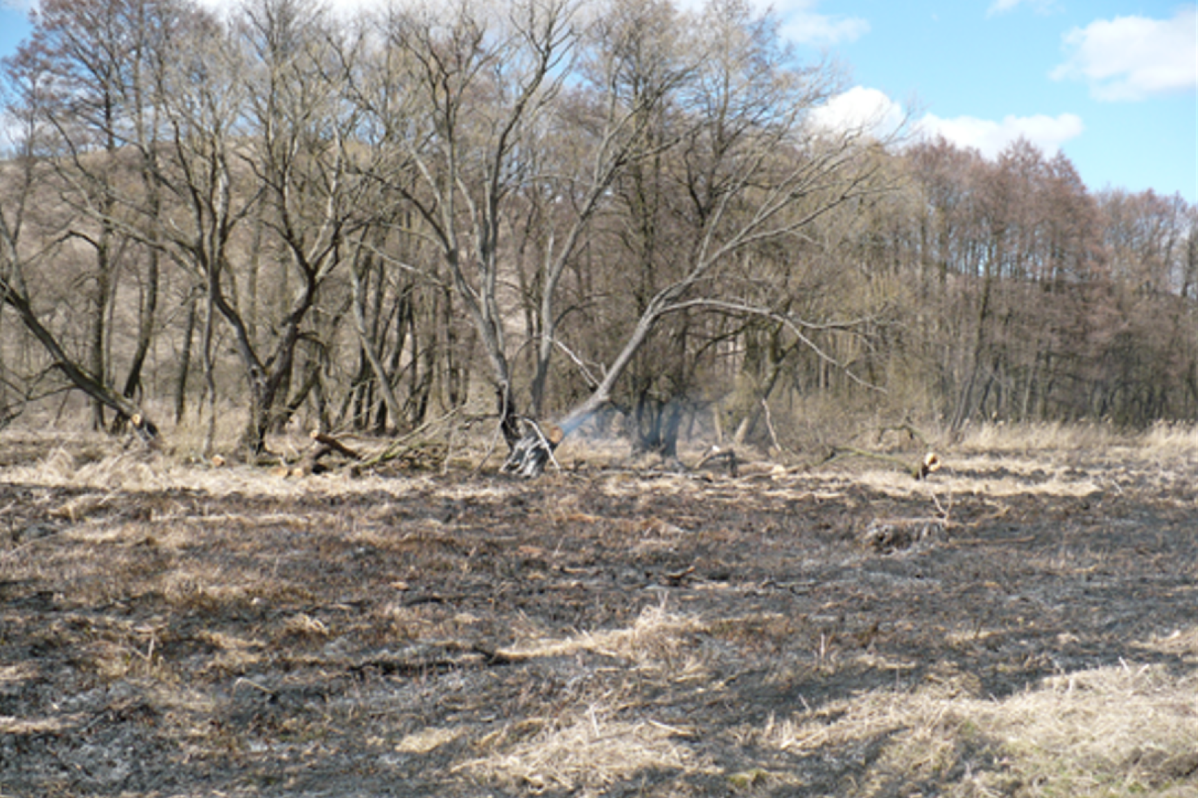Leégett mocsárrrét és ligeterdő 2009 márciusában (KE-1, KE-5)