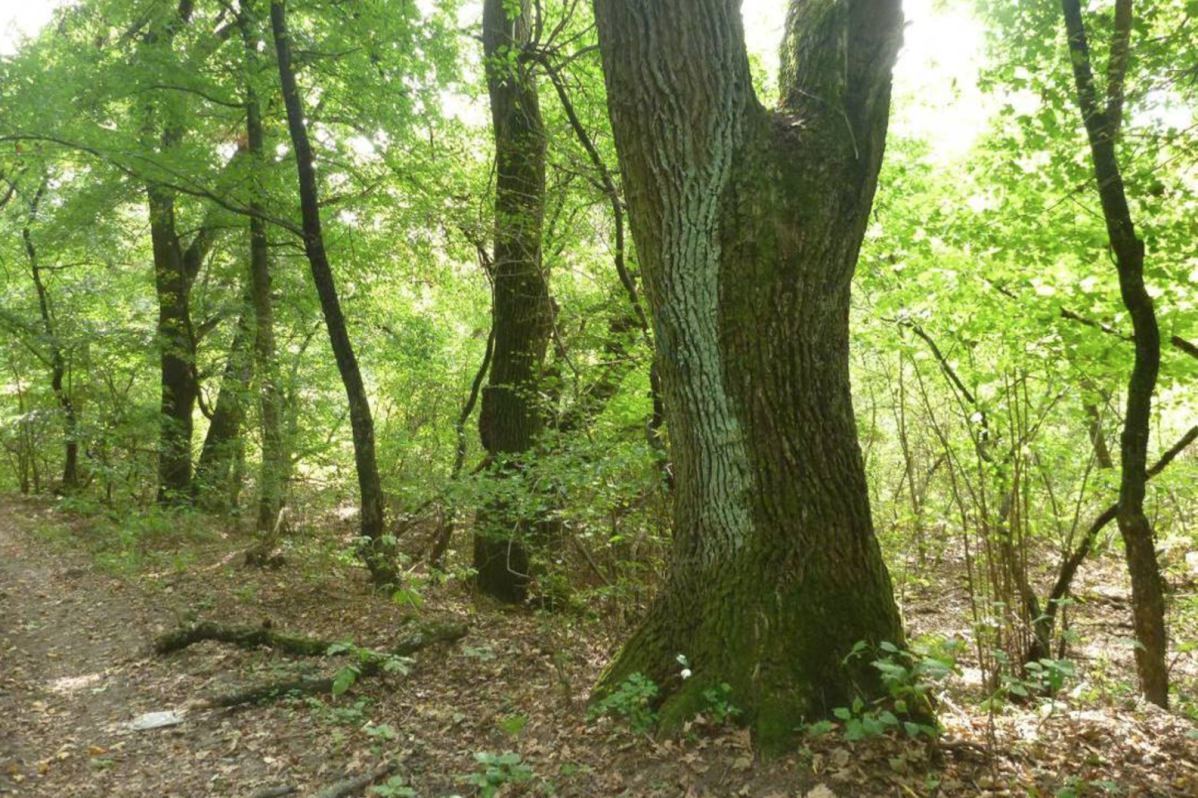 Völgytalpi zárt erdőssztyepp-erdő a Csincse völgyében (KE-2).