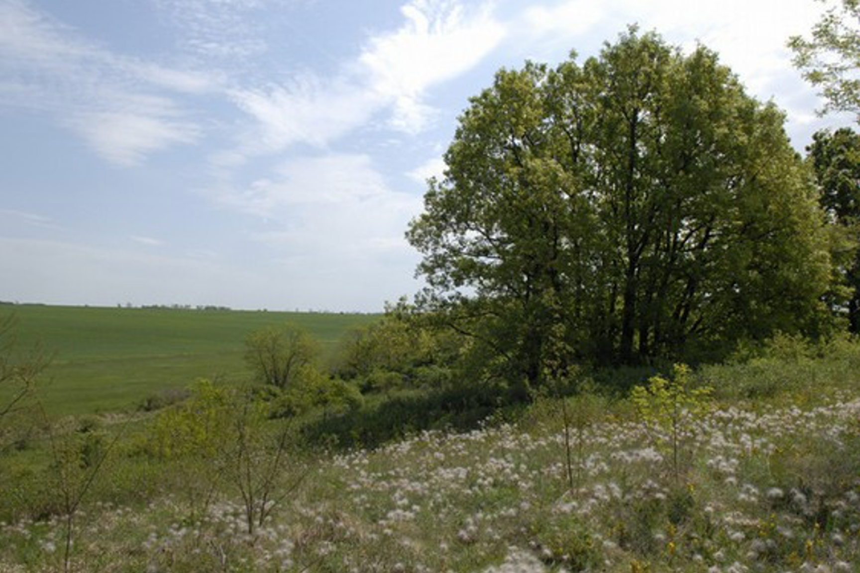 Molyhos tölgyes facsoport, előtérben leánykökörcsin-tömeg terméséréskor (2007. május)