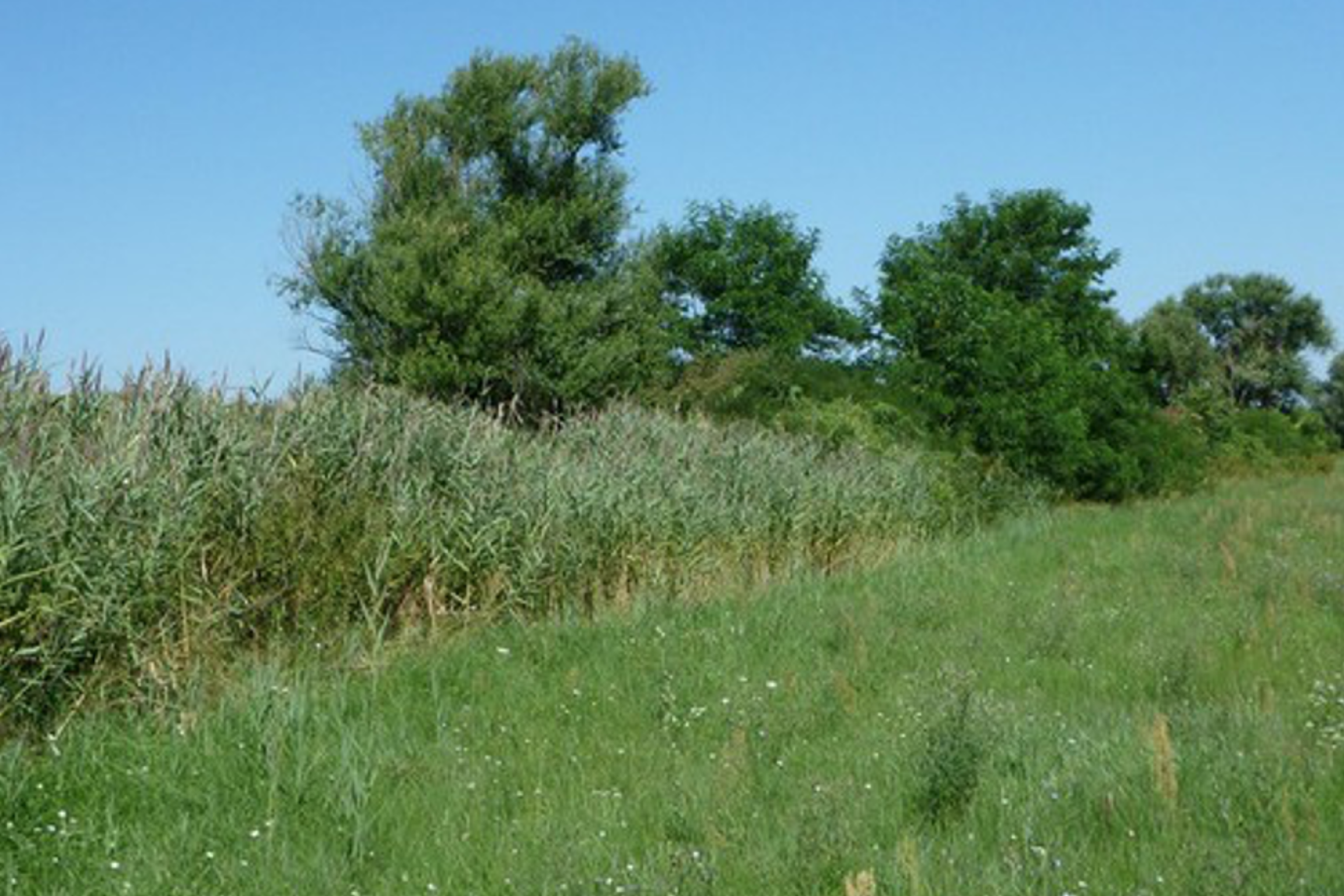 Az Ostoros-patakot kísérő záródó nádas-mocsár növényzet