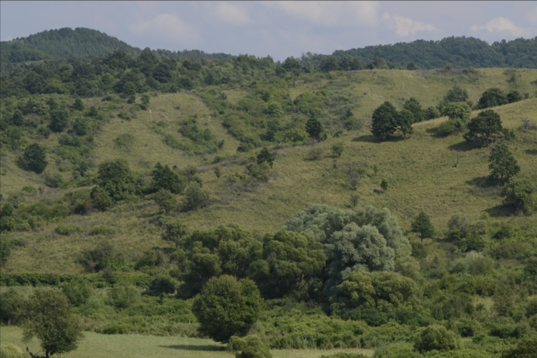 Erdő-cserjés-gyep mozaikok a legmeghatározóbb élőhelyek (KE-1)