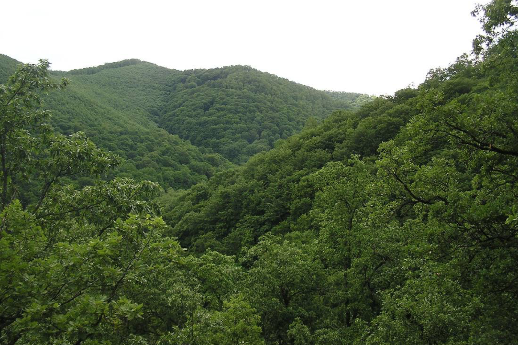 Középkorú és idős szubmontán bükkösök által meghatározott tájkép a Gyepes-völgy összefüggő erdőterületén (Arló 33/B, 33/C, 34/A; KE-1)