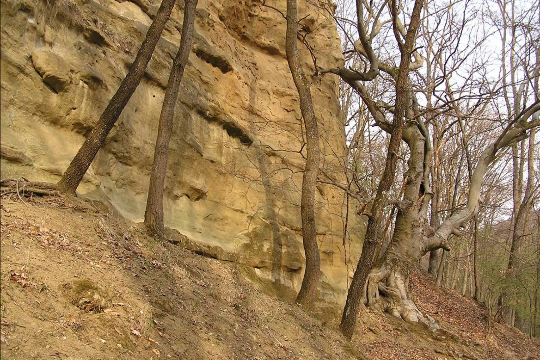 Homokkőfalak tövében húzódó, elegyes bükkös állomány (idős bükk hagyásfával) a Pataj Erdőrezervátum magterületén (Tarnalelesz 17/D; KE-1)