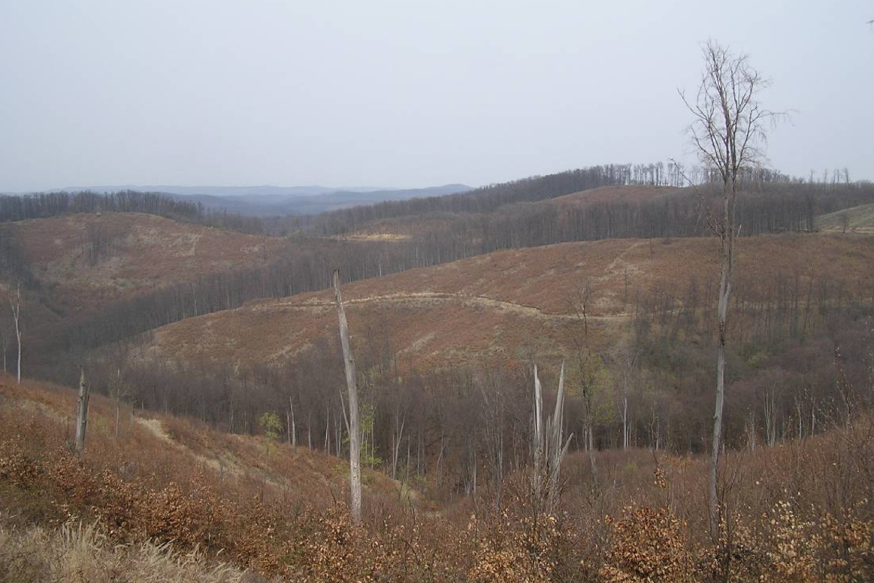 Nagy területű végvágások nyomán kialakult tájkép (bükkösökkel, gyertyános- és cseres-kocsánytalan tölgyesekkel) a Futyó-völgyben (Tarnalelesz 15–16 erdőtag; KE-1, KE-2)