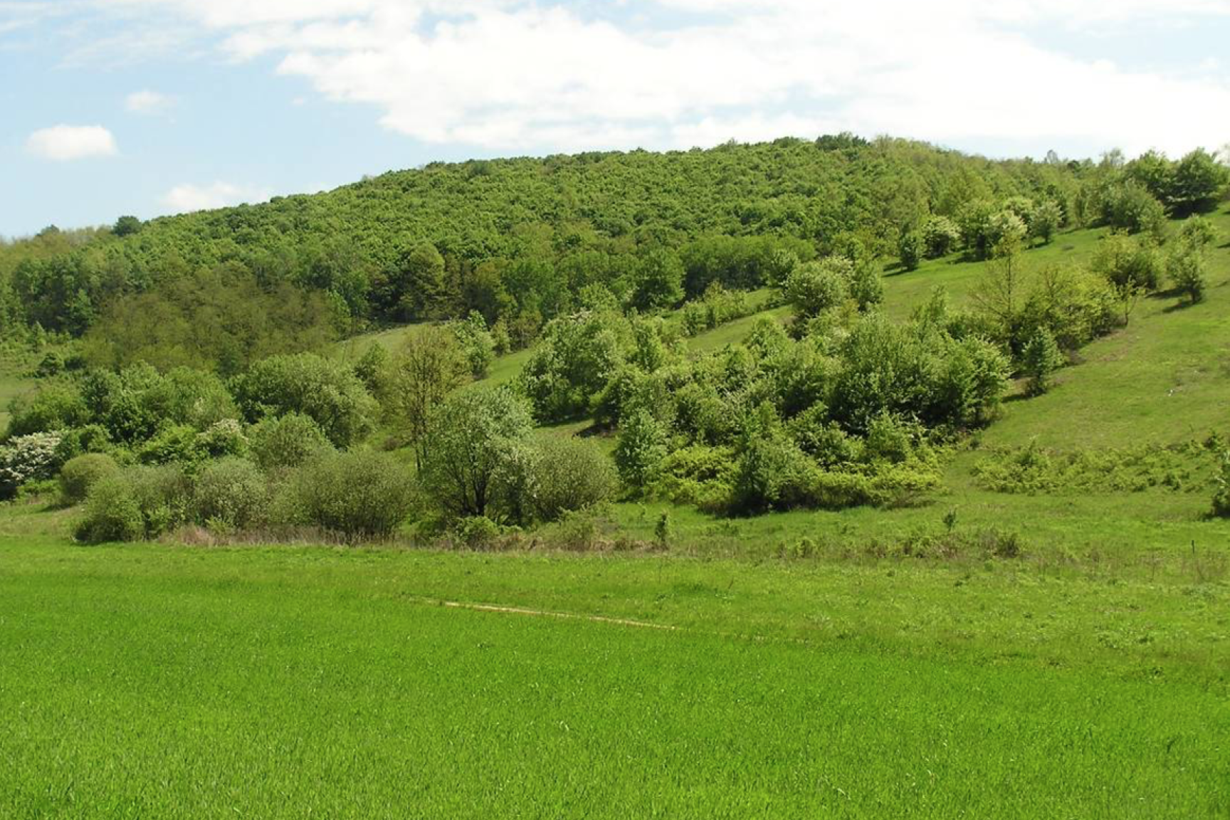 Cserjésedő (részben legeltetett, részben művelés nélküli) félszáraz és sovány gyepek a Cselény-völgy északra néző lejtőin (Járdánháza 076/1 hrsz.; KE-8)