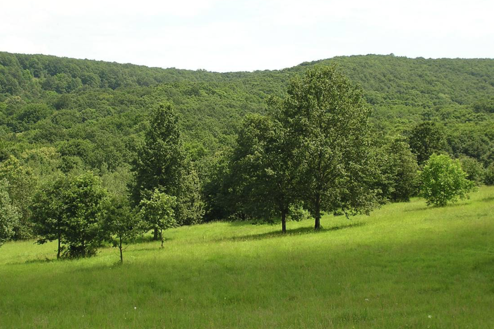 A Mile-hegy északi lábánál fekvő üde irtásrétek (fás kaszálók) területét korábban részben szántóként, részben kaszálórétként hasznosították (Sajóvelezd: zártkert; KE-2)