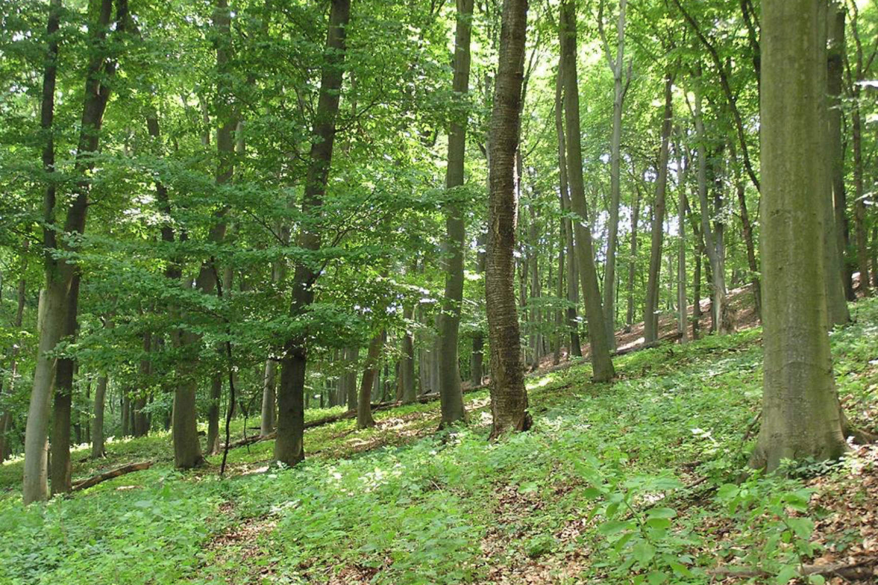 Vágásos erdőképet mutató idős, elegyes, mérsékelten gyomosodó hegylábi bükkös állomány a Nyugodó-tető északi oldalában (Sajóvelezd 15/B; KE-3)
