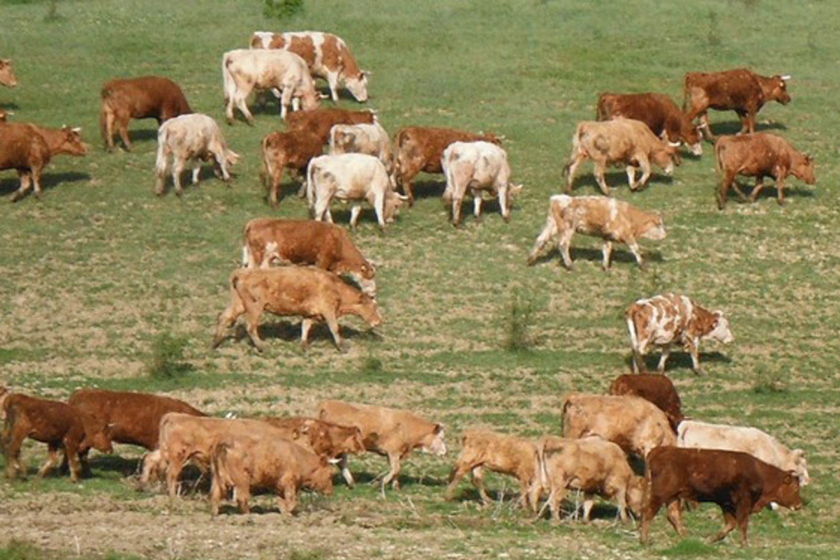 A területet jelenleg extenzív húsmarhával hasznosítják