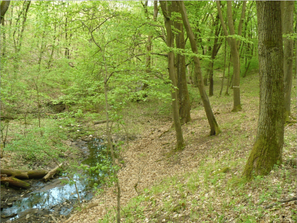 A fokozottan védett Kő-völgy (gyertyános-tölgyes) A fokozottan védett Kő-völgy (gyertyános-tölgyes)