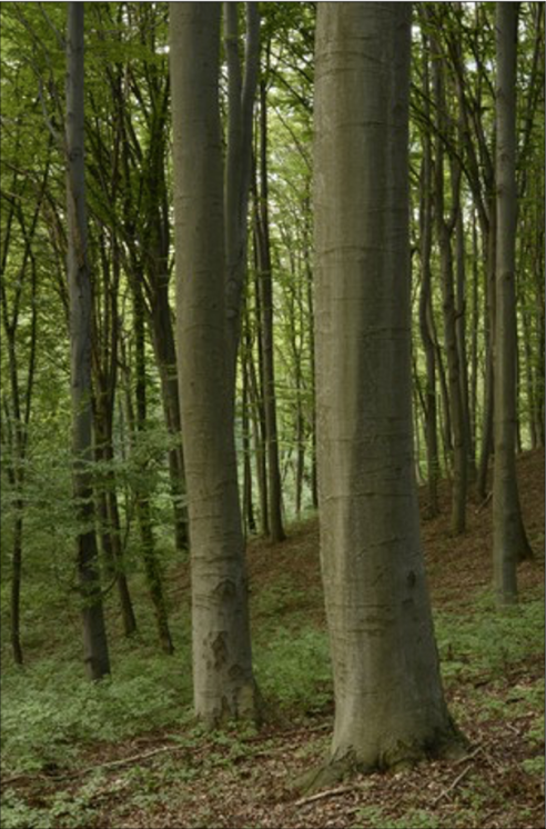 Szubmontán bükkös (Domaháza)