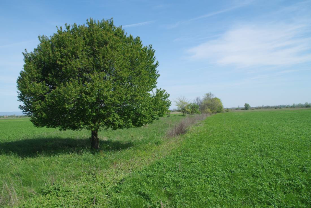 Lucernatábla, értékes mezsgyével (KE-3, KE-4)
